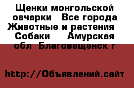 Щенки монгольской овчарки - Все города Животные и растения » Собаки   . Амурская обл.,Благовещенск г.